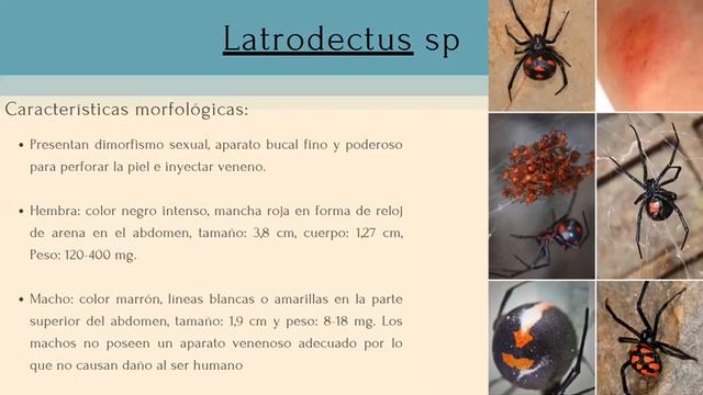 loxosceles reclusa, loxosceles laeta, lactrodectus смотреть онлайн