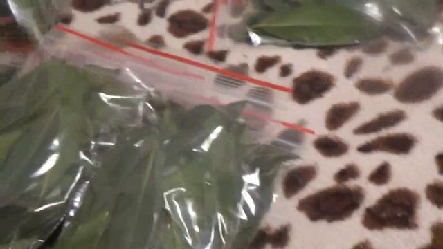 Открываем ИНКУБАТОР Два яйца ТРЕСНУЛИ!!! смотреть онлайн