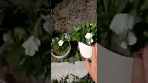 Виола и польза от размеров горшка,рекомендации по выращиванию
