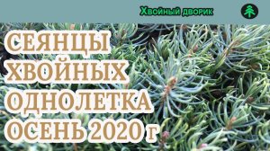 Сеянцы однолетние ель голубая,туя колумна,можжевельник виргинский,сосна крымская.Обзор Осень 2020г