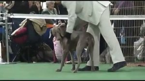 DogStatus.ru: Памяти Сабанеева-2010, Веймарайнер, юниоры