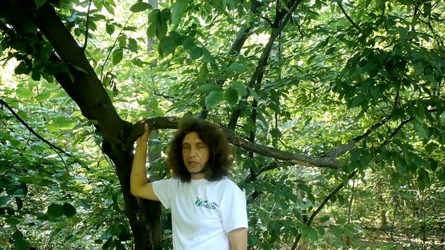 Граб каролинский I Carpinus caroliniana смотреть онлайн