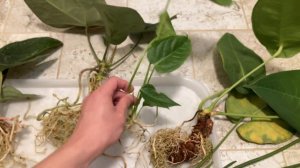 What do Anthurium Roots Look Like?