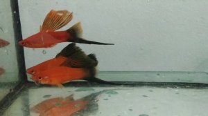 меченосцы берлинские флаговые и их мальки