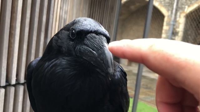 Мужик гладит ворону смотреть онлайн