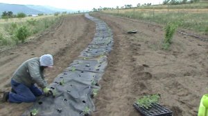 садим бахчу хозяйство Абрикос Сибирь