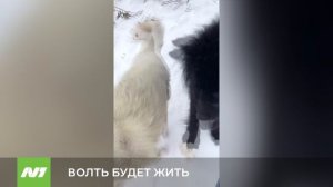 БОЛТЬ БУДЕТ ЖИТЬ