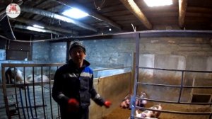 Вес поросят породы пьетрен в 2 месяца и в 3 месяца.