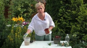 КАК ПРАВИЛЬНО РАЗМНОЖАТЬ РОЗЫ, ЧТОБЫ ПОЛУЧИТЬ 100% РЕЗУЛЬТАТ!