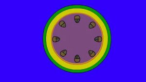 ТКАНИ СТЕБЛЯ