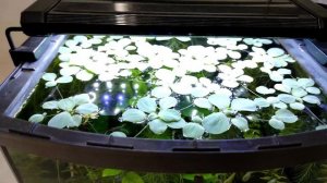 Нано аквариум 30 литров.