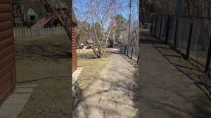 Большереченский зоопарк. Омск. 🐻