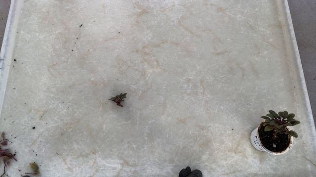 AFRICAN VIOLETS. Newbies -how To Propagate Trailers. ФИАЛКИ. НОВИЧКАМ-как легко размножать трейлеры