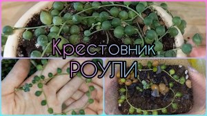 КРЕСТОВНИК Роули?Размножение?Легко! Если знать куда смотреть?Состав грунта?Укоренение?Полив
