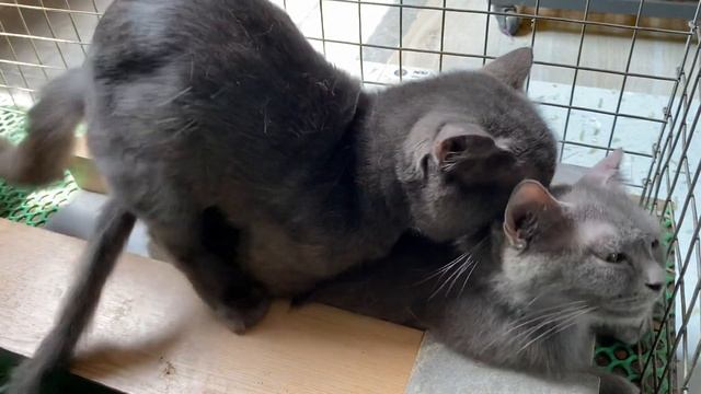 Cat in heat ? || Bon vs tiki1 || Munchkin Mate || Cat breeding ? смотреть онлайн