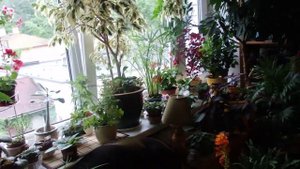 как я ухаживаю за комнатными растениями