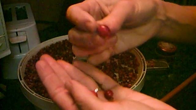 How to Dry Rosehips for Rosehip Tea смотреть онлайн