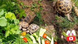 Сухопутная черепаха занесена в красную книгу. Можно ли её продавать / купить?