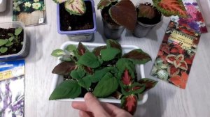 Обзор рассады...колеусы, петуния, вербена....Грунт из пятёрочки!