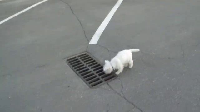 Лаки на прогулке смотреть онлайн