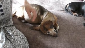 Чистим уши Касперу. Эффективное средство от ушного клеща - натрия тиосульфат.