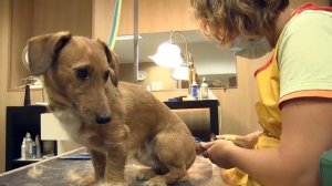 Груминг метиса жескошерстной таксы, тримминг таксы, стриппинг таксы