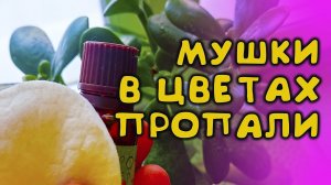 3 КАПЛИ НА ВАТНЫЙ ДИСК И МОШЕК, МУШЕК, ПОЧВЕННЫХ КОМАРИКОВ БОЛЬШЕ НЕ БУДЕТ В ДОМАШНИХ ЦВЕТАХ