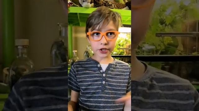 КОРМЛЕНИЕ ЭУБЛЕФАРА | ЧТО ЕДЯТ ЭУБЛЕФАРЫ