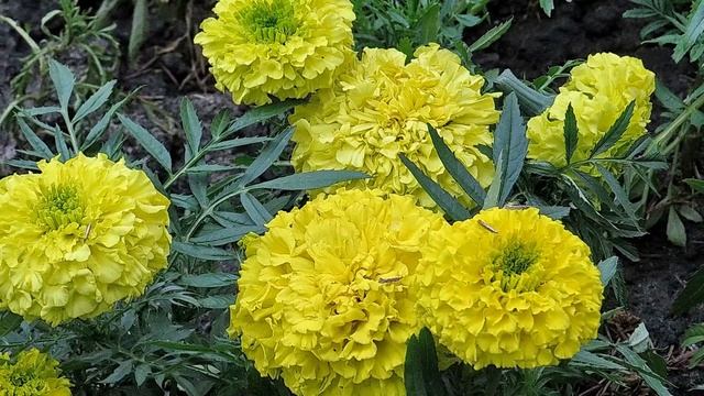 Этот цветущий и поющий месяц май смотреть онлайн