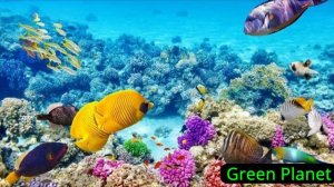 Great Barrier Reef | How the Great Barrier Reef Formed | Australia