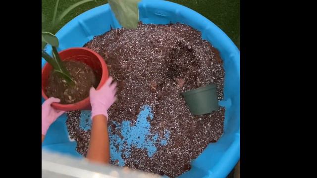 Alocasia Mickey Mouse смотреть онлайн