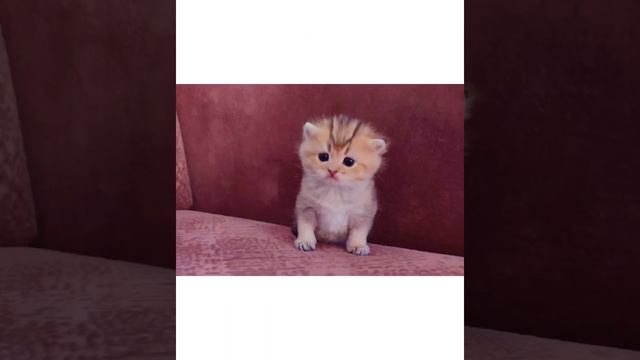 Золотые Британцы. Котята😻 / Golden kittens