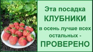 Посадка КЛУБНИКИ ОСЕНЬЮ Что положить в лунку и вокруг клубники