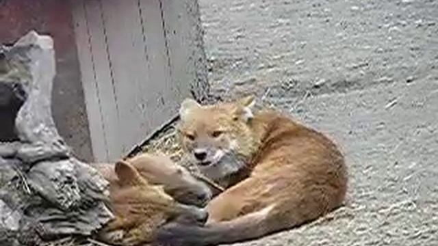 Family life of Dhole (Cuon alpinus) in Budapest Zoo