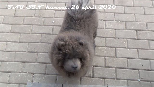 Чау-чау девочка голубого окраса смотреть онлайн