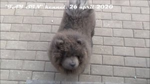 Чау-чау девочка голубого окраса