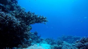 Кораллы Красного моря 4К