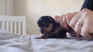 Щенки Йорка.Первая стрижка когтей.