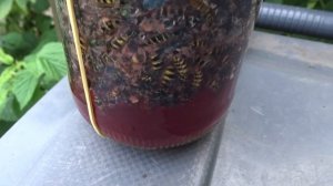 Лучшее средство от ос и мух на даче.