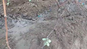 Размножение винограда прикапыванием лозы. 4 отводка выросли и вызрели.Виноградник Щереденкова 18.11
