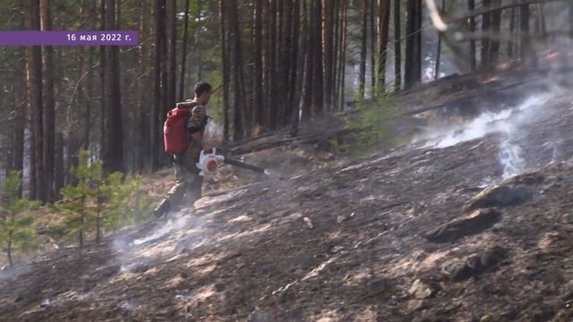 Кто охраняет леса Забайкалья – читинский лесник рассказал о трудностях работы смотреть онлайн