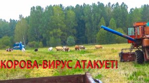 Как 15 рогатых комбайнов помогали убирать ячмень!.mp4