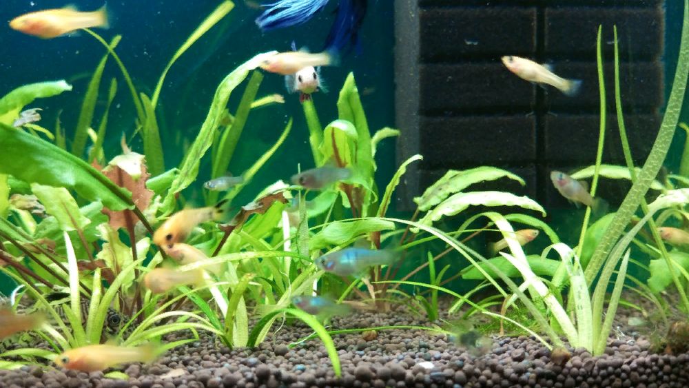 Новости по малькам во втором аквариуме, обзор #NIK_72 смотреть онлайн