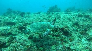 Морская черепаха