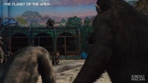 MONYET YANG LEBIH PINTAR DARI MANUSIA - Alur Film Rise of The Planet of The Apes (2011)