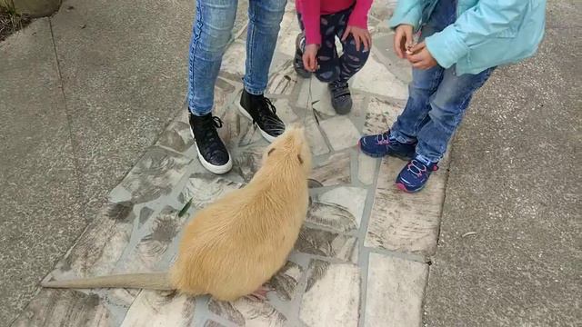 Март 2018. Сочи. смотреть онлайн