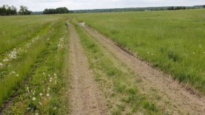 Как поймать собаку:) | прогулка с Золотистым ретривером