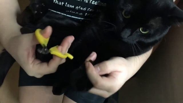猫チュールたべる