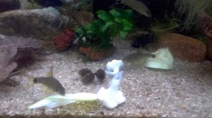 Сетчатый водорослеед (Серебряная лисичка) Crossocheilus reticulatus? и кабачок?
