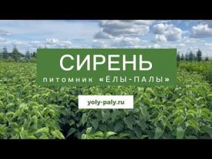Сирень в питомнике "ЁЛЫ ПАЛЫ"